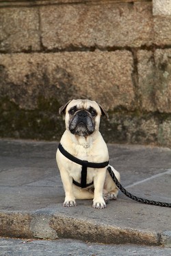 dog waiting (2012)