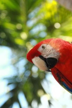 parrot (2012)